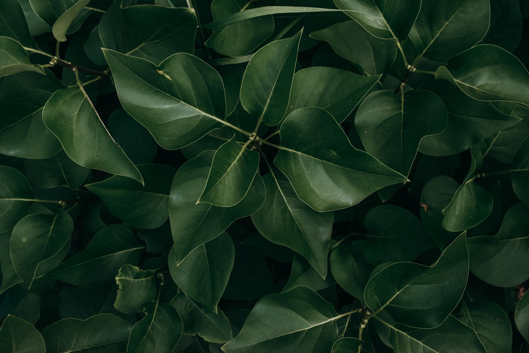 Dense green leaves